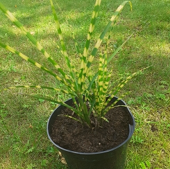 Miskant chiński 'Gold Bar' Miscanthus sinensis 'Gold Bar'