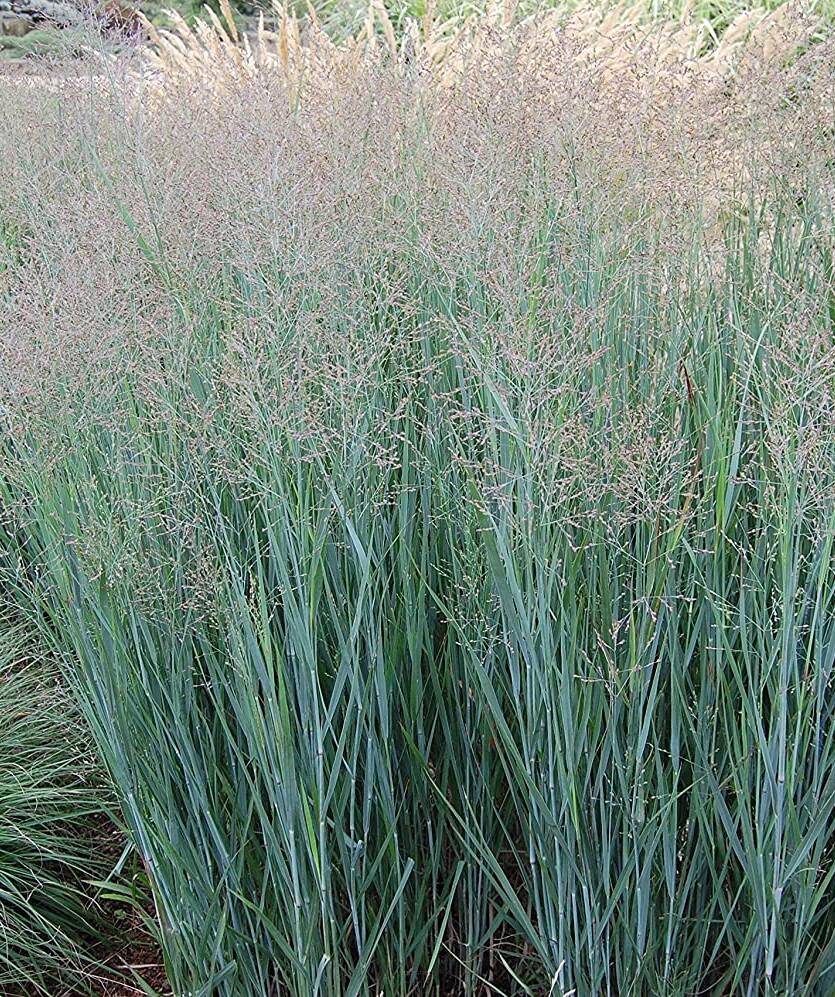 Proso rózgowate 'Heavy Metal' Panicum virgatum 'Heavy Metal'