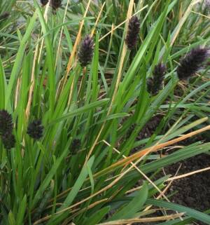 Sesleria Heufflera Sesleria heufleriana