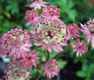 Jarzmianka większa 'Star of Beauty' Astrantia major 'Star of Beauty'
