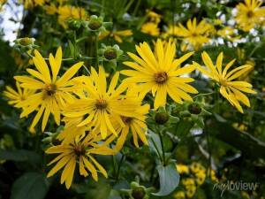 Rożnik przerośnięty Silphium perfoliatum