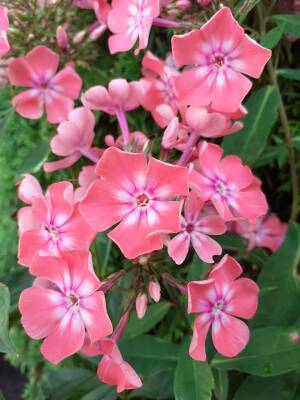 Floks wiechowaty 'Eva Foerster'  Phlox paniculata 'Eva Foerster'
