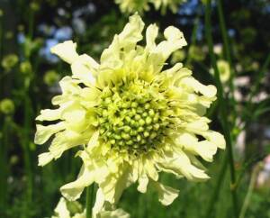 Głowaczek olbrzymi Cephalaria gigantea