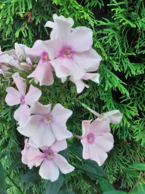Floks wiechowaty 'Rosa Pastel' Phlox paniculata 'Rosa Pastel'