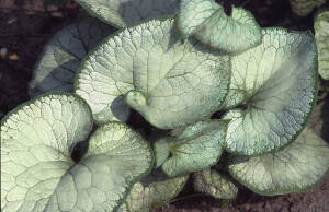 Brunnera wielkolistna 'Looking Glass' Brunnera macrophylla 'Looking Glas' DOSTĘPNA PO 15 CZERWCA 2024