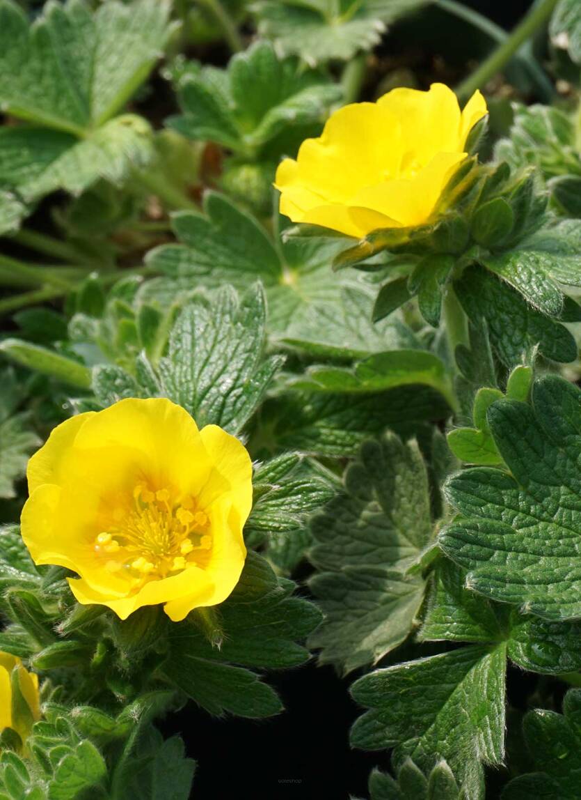 Pięciornik poziomkowaty Potentilla fragiformis
