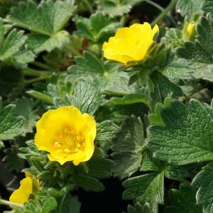 Pięciornik poziomkowaty Potentilla fragiformis