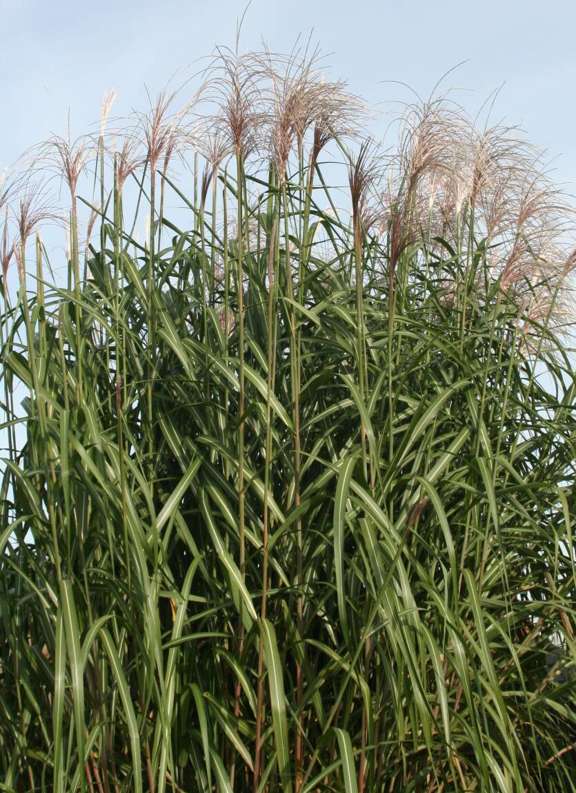 Miskant olbrzymi 'Meidl'  Miscanthus giganteus 'Meidl' 