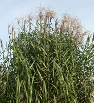 Miskant olbrzymi 'Meidl'  Miscanthus giganteus 'Meidl' 