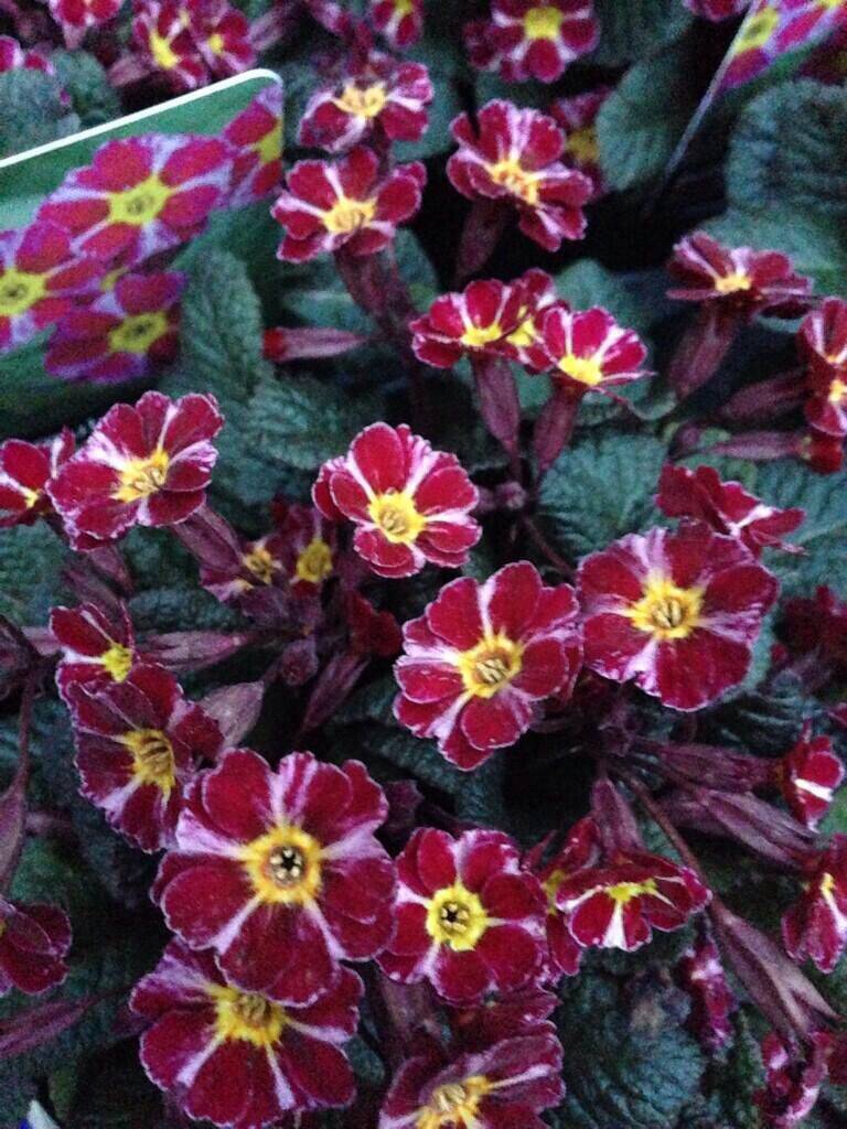 Pierwiosnek 'Dark Rosaleen' Primula 'Dark Rosaleen'