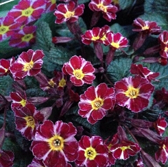 Pierwiosnek 'Dark Rosaleen' Primula 'Dark Rosaleen'