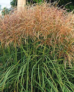 Miskant chiński 'Huron Sunrise' Miscanthus sinensis 'Huron Sunrise'