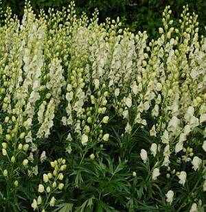 Tojad mocny 'Album' Aconitum napellus 'Album'