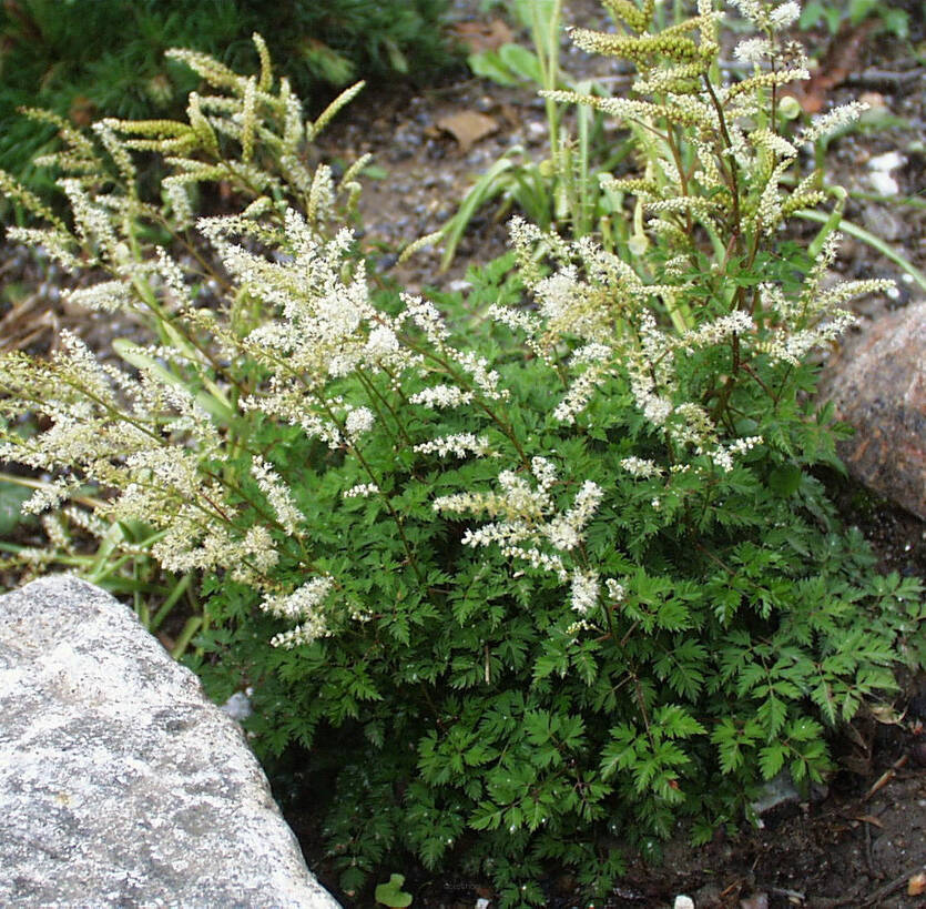 Parzydło blekotolistne Aruncus aethusifolius
