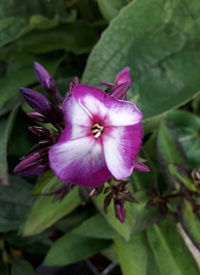 Floks wiechowaty 'Neon Flare Blue' Phlox paniculata 'Neon Flare Blue'
