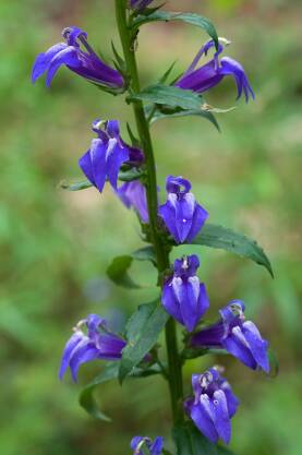 Lobelia wielka Lobelia siphillitica