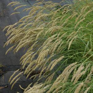 Perłówka orzęsiona Melica ciliata