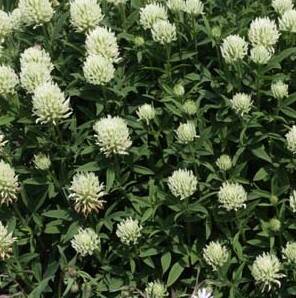 Kończyna żółtobiała Trifolium ochroleucon DOSTĘPNA PO 15 CZERWCA 2024