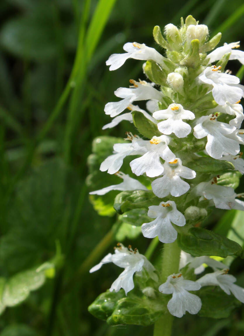 Dąbrówka rozłogowa 'Alba' Ajuga reptans 'Alba'