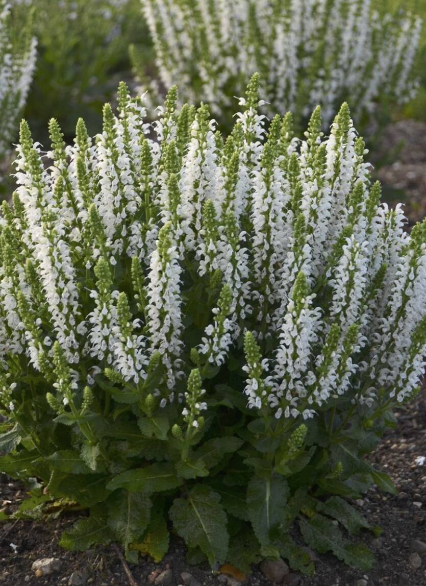 Szałwia omszona 'Schneehugel'  Salvia nemorosa 'Schneehugel'