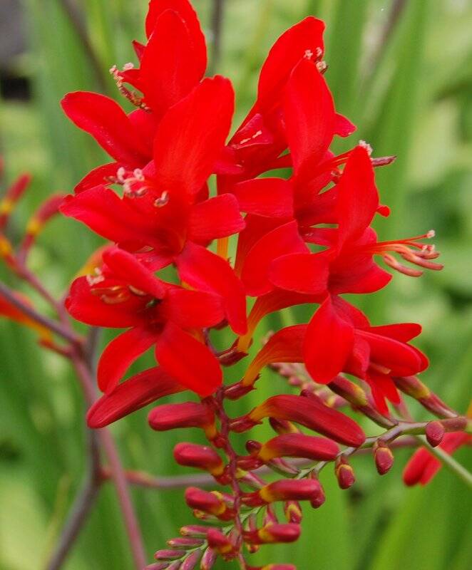 Cynobrówka 'Lucyfer' Crocosmia crocosmiflora 'Lucifer'