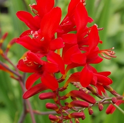 Cynobrówka 'Lucyfer' Crocosmia crocosmiflora 'Lucifer'