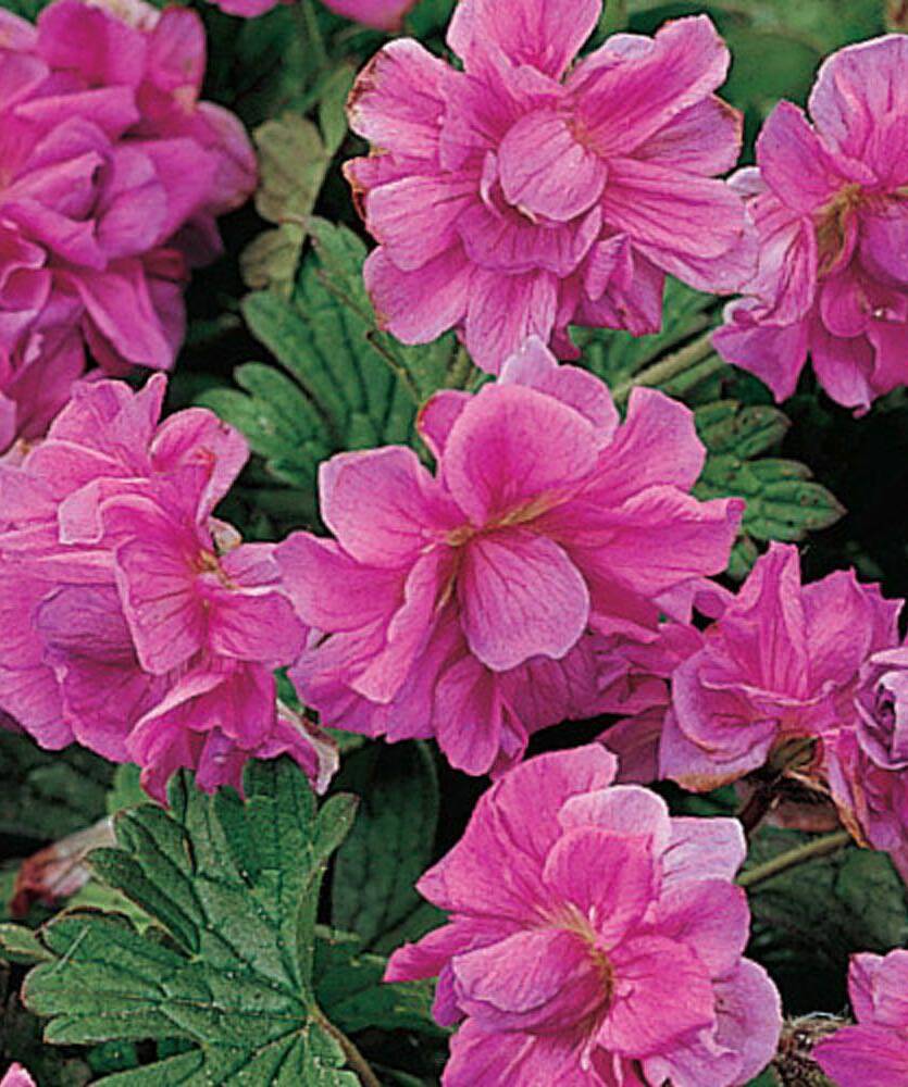 Bodziszek himalajski 'Birch Double' Geranium himalayense 'Birch Double'