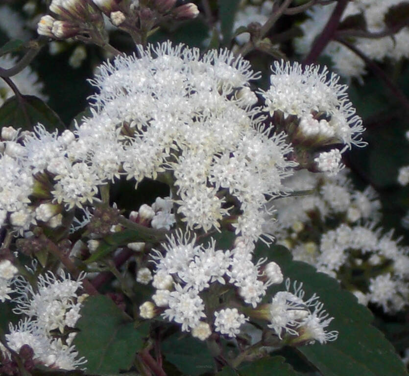 Sadziec pomarszczony 'Chocolate' Eupatorium rugosum 'Chocolate' 