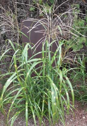 Miskant chiński 'Hanjero' Miscanthus sinensis 'Hanjero' DOSTĘPNY PO 15 CZERWCA 2024