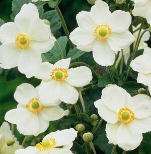 Zawilec mieszńcowy 'Andrea Atkinson' Anemone x hybrida 'Andrea Atkinson' DOSTĘPNY PO 15 CZERWCA 2024