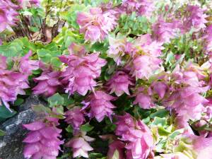 Lebiodka okrągłolistna 'Kent Beauty''  Origanum rotundifolium 'Kent Beauty' 