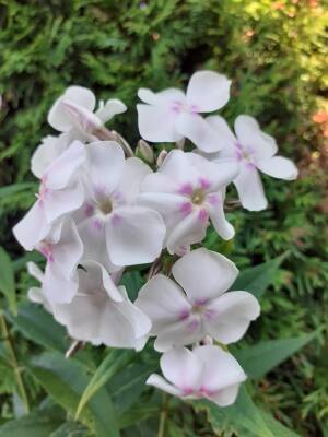 Floks wiechowaty 'Alabaster' Phlox paniculata 'Alabaster'