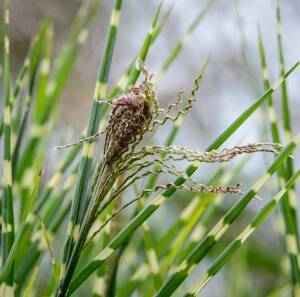 Miskant chiński 'Zebrinus'  Miscanthus sinensis 'Zebrinus'