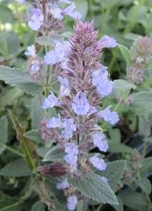 Kocimiętka longipes 'Leed's Castle' Nepeta longipes 'Leed's Castle'