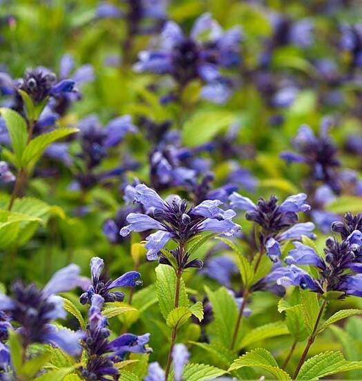 Kocimiętka rozłożysta 'Washfield' Nepeta subsesillis 'Washfield'