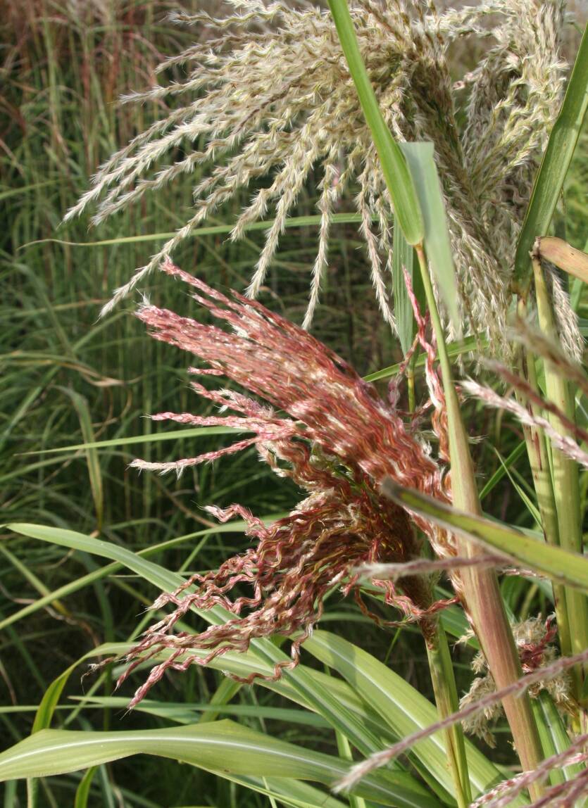 Miskant chiński 'Zwerg Elephant' Miscanthus sinensis 'Zwerg Elephant' 