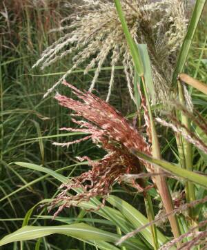 Miskant chiński 'Zwerg Elephant' Miscanthus sinensis 'Zwerg Elephant' 