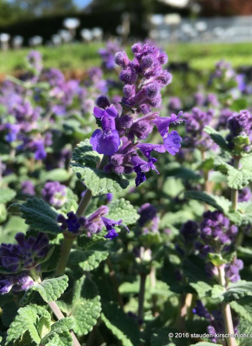 Kocimiętka groniasta 'Grog'  Nepeta racemosa 'Grog' DOSTĘPNA PO 15 CZERWCA 2024