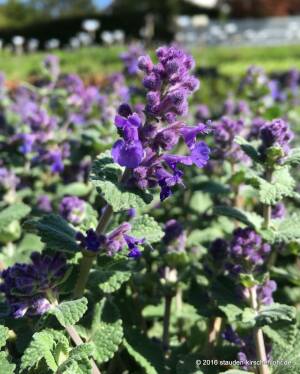 Kocimiętka groniasta 'Grog'  Nepeta racemosa 'Grog'