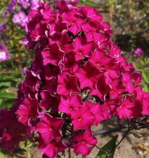 Floks wiechowaty 'Papageno'  Phlox paniculata 'Papageno'