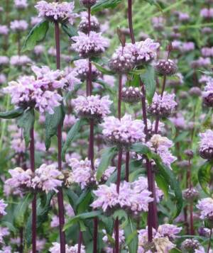 Żeleźniak bulwiasty 'Amazone'  Phlomis tuberosa 'Amazone'