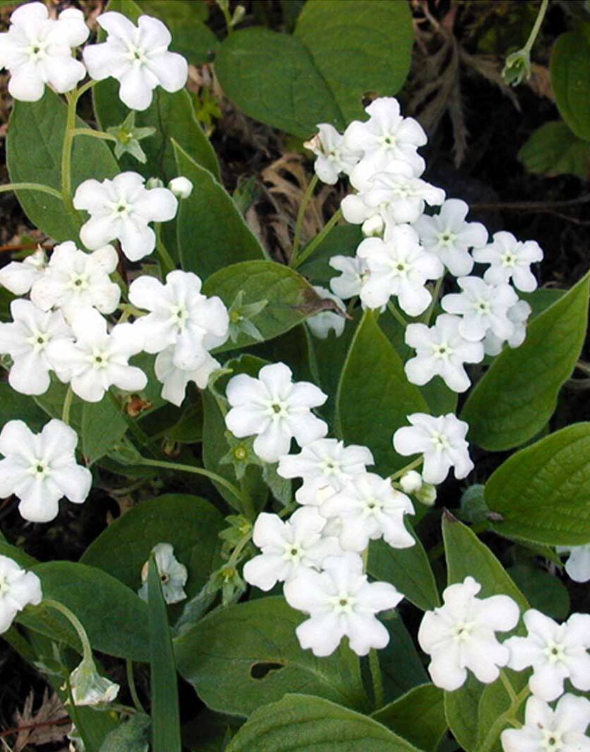 Ułudka wiosenna 'Alba' Omphalodes verna 'Alba'