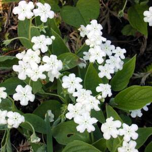 Ułudka wiosenna 'Alba' Omphalodes verna 'Alba'
