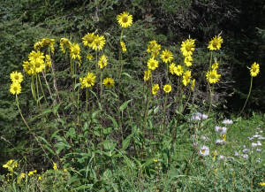 Helianthella pięcionerwowa Helianthella quinquenervis