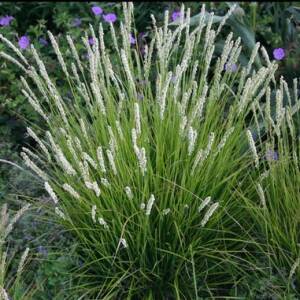 Sesleria jesienna Sesleria autumnalis