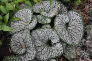 Brunnera wielkolistna 'Sea Heart' Brunnera macrophylla 'Sea Heart' 