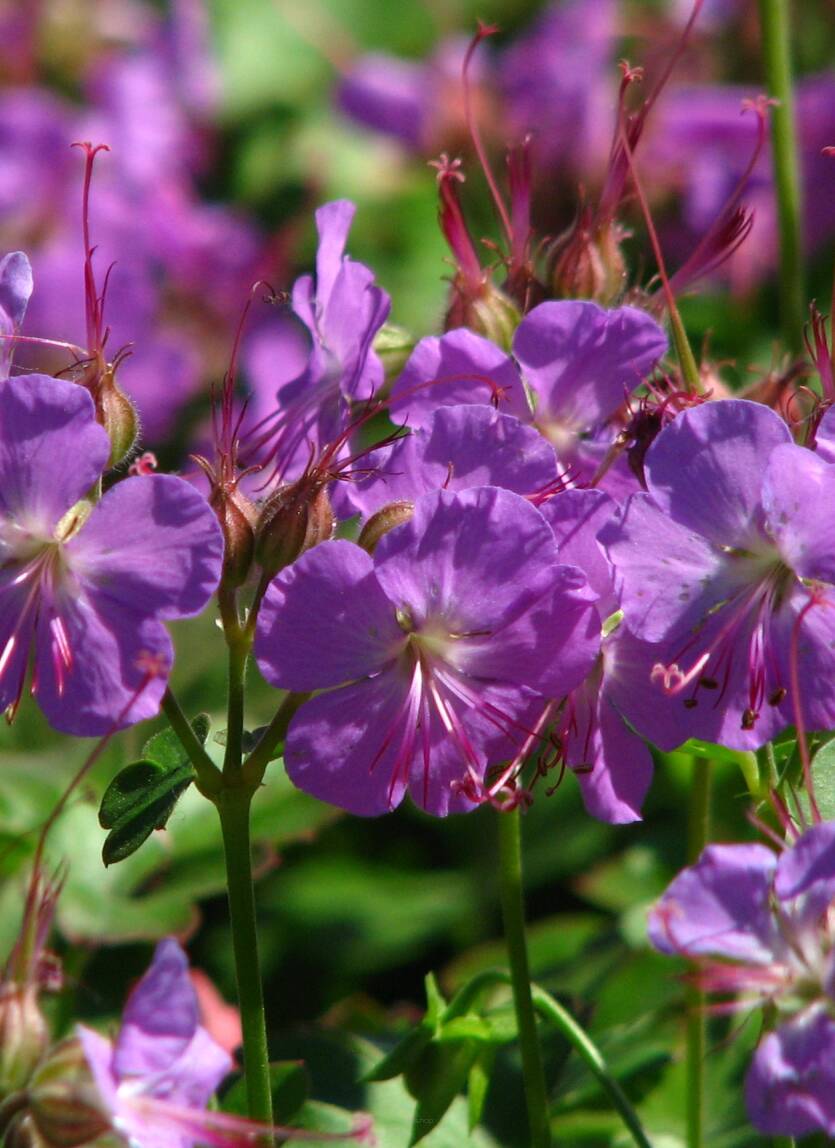 Bodziszek kantabryjski 'Cambridge' Geranium cantabrigiense 'Cambridge'