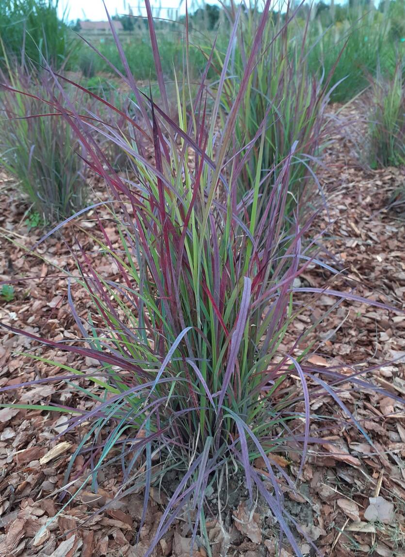 Palczatka miotlasta 'Twilight Zone'  Schizachyrium scoparium 'Twilignt Zone'