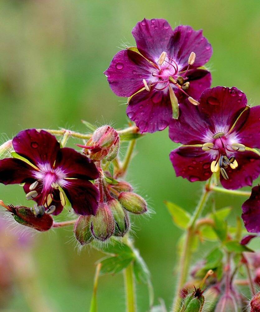 Bodziszek żałobny Geranium phaeum