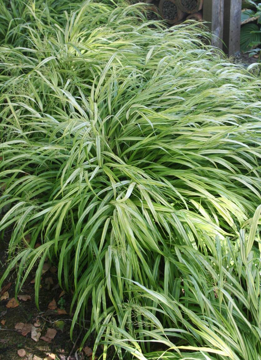 Hakonechloa smukła 'Stripe It Rich' Hakonechloa macra 'Stripe It Rich' 